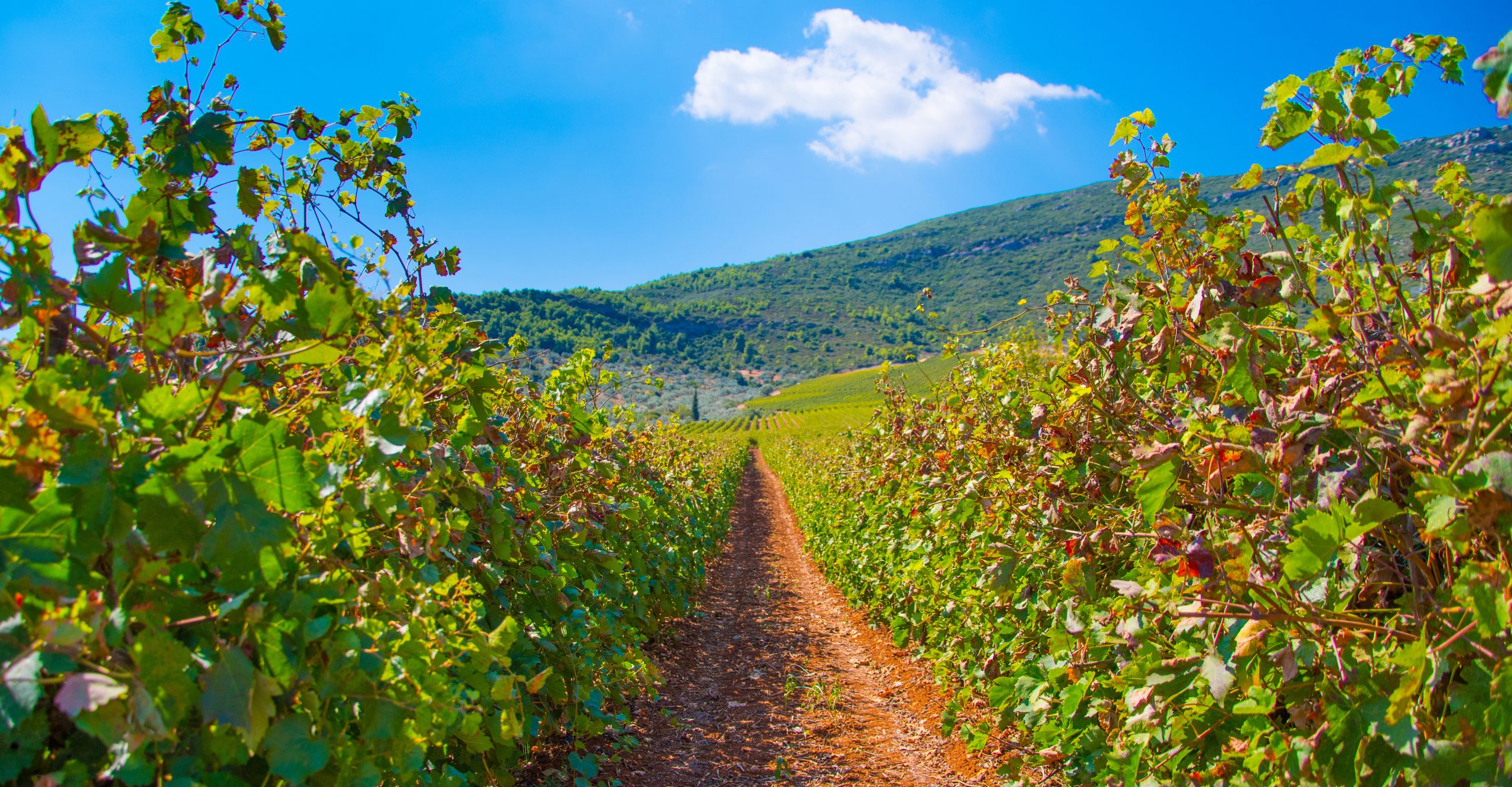 Vineyard, Greece