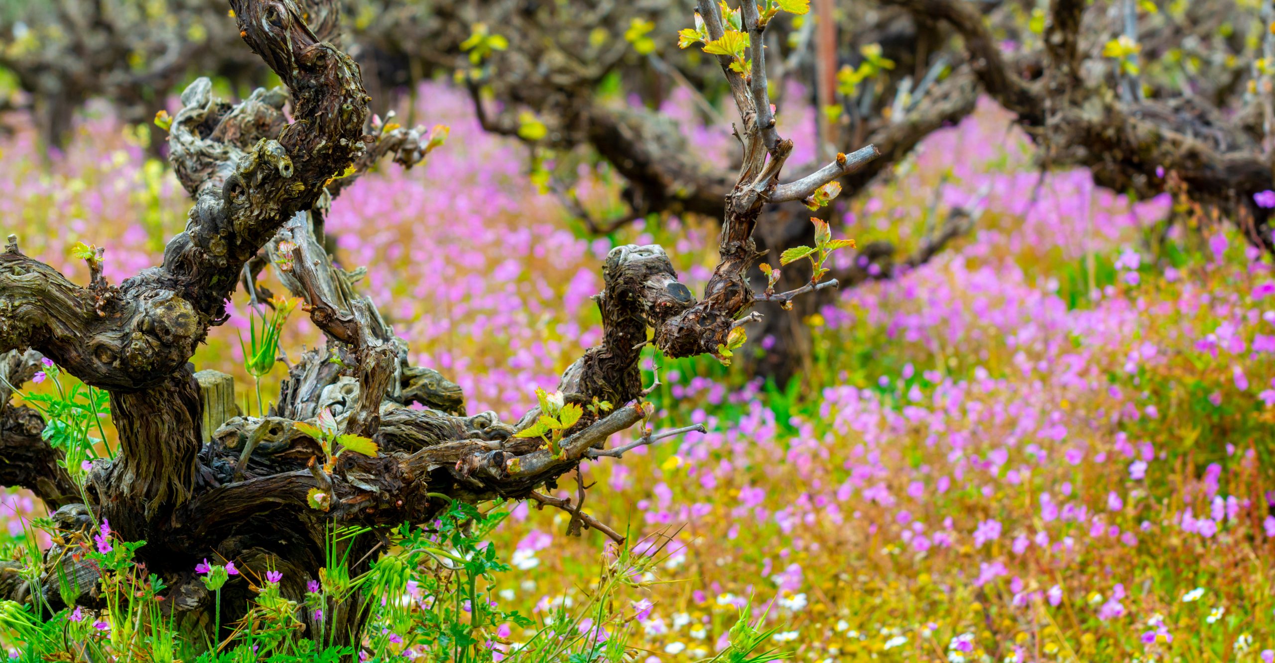 old grape vine trunks and young green shoots, surrounded by a carpet of pink and white spring wildflowers