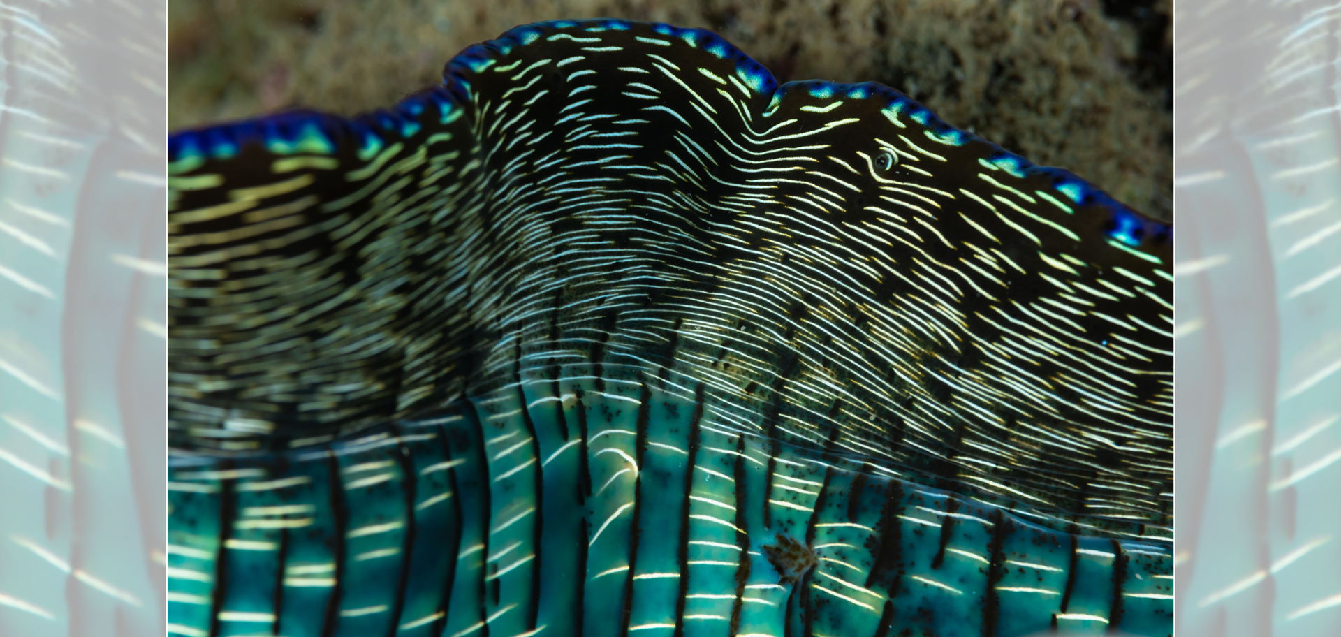 AdobeStock (Created by Candice Gaukel Andrews)