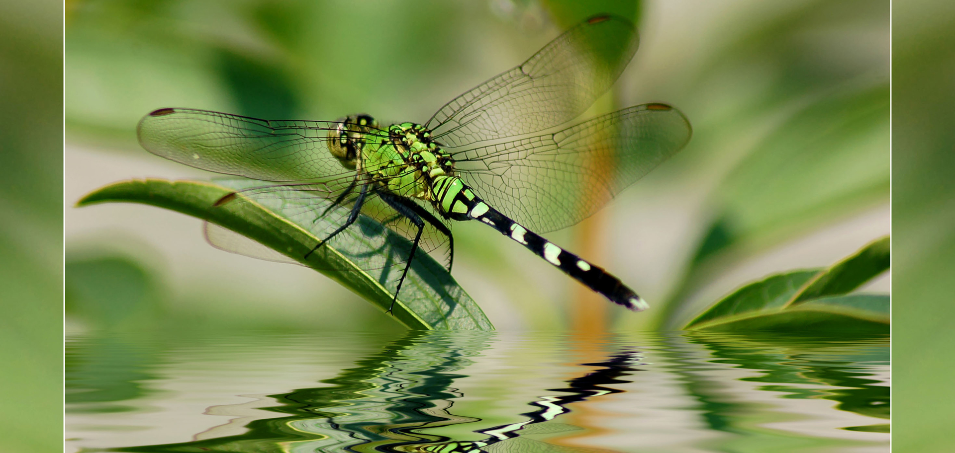 AdobeStock (Created by Candice Gaukel Andrews)