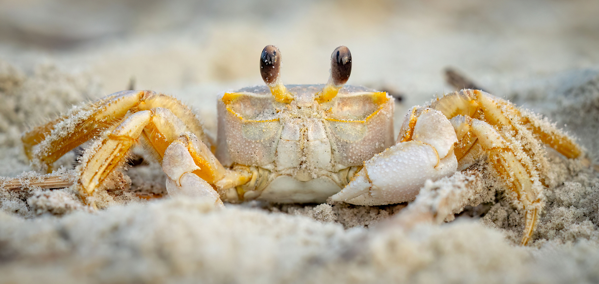 AdobeStock