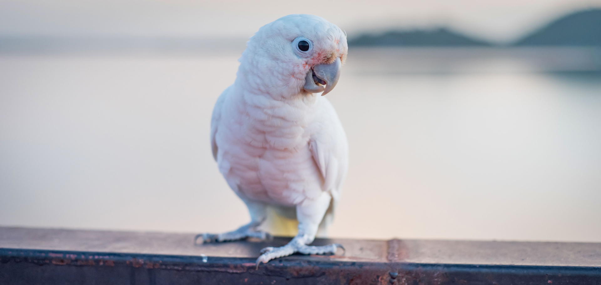 AdobeStock