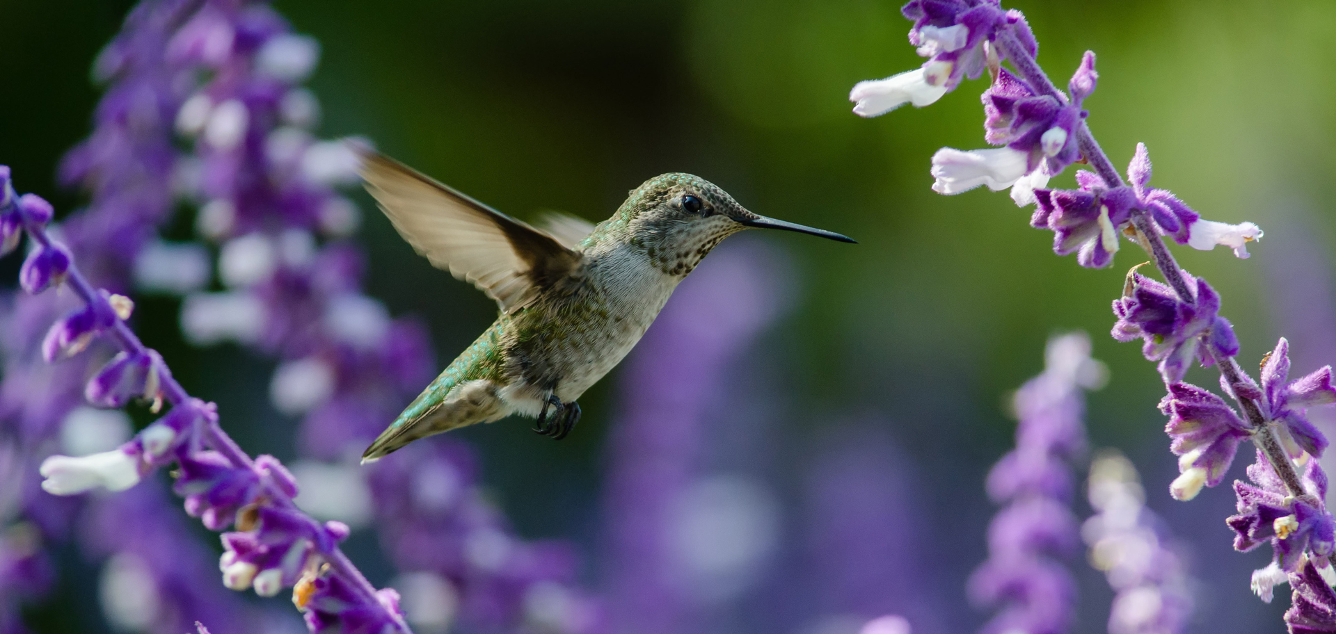AdobeStock