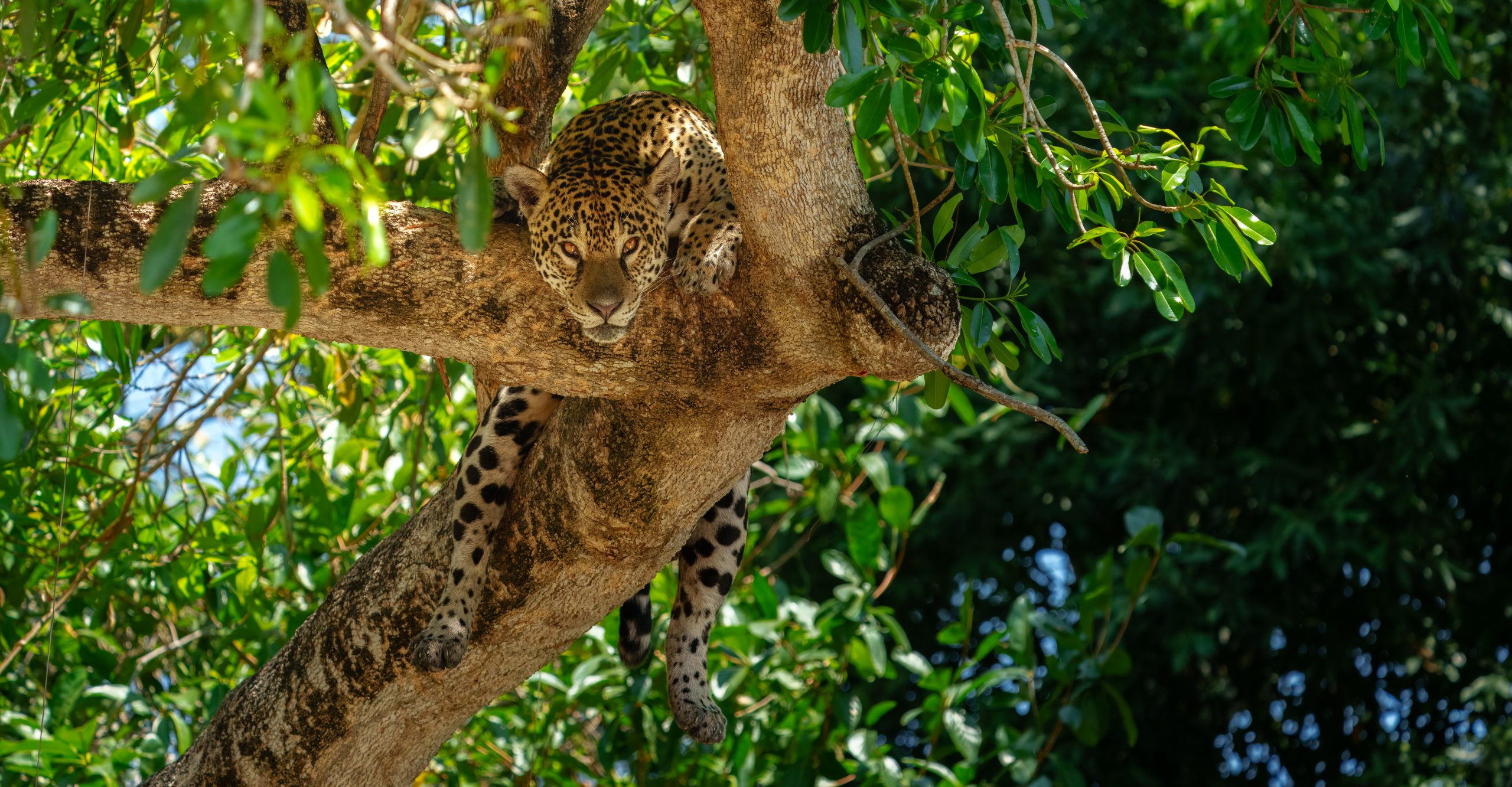 Jaguar, female, Pantanal, Brazil, big cats