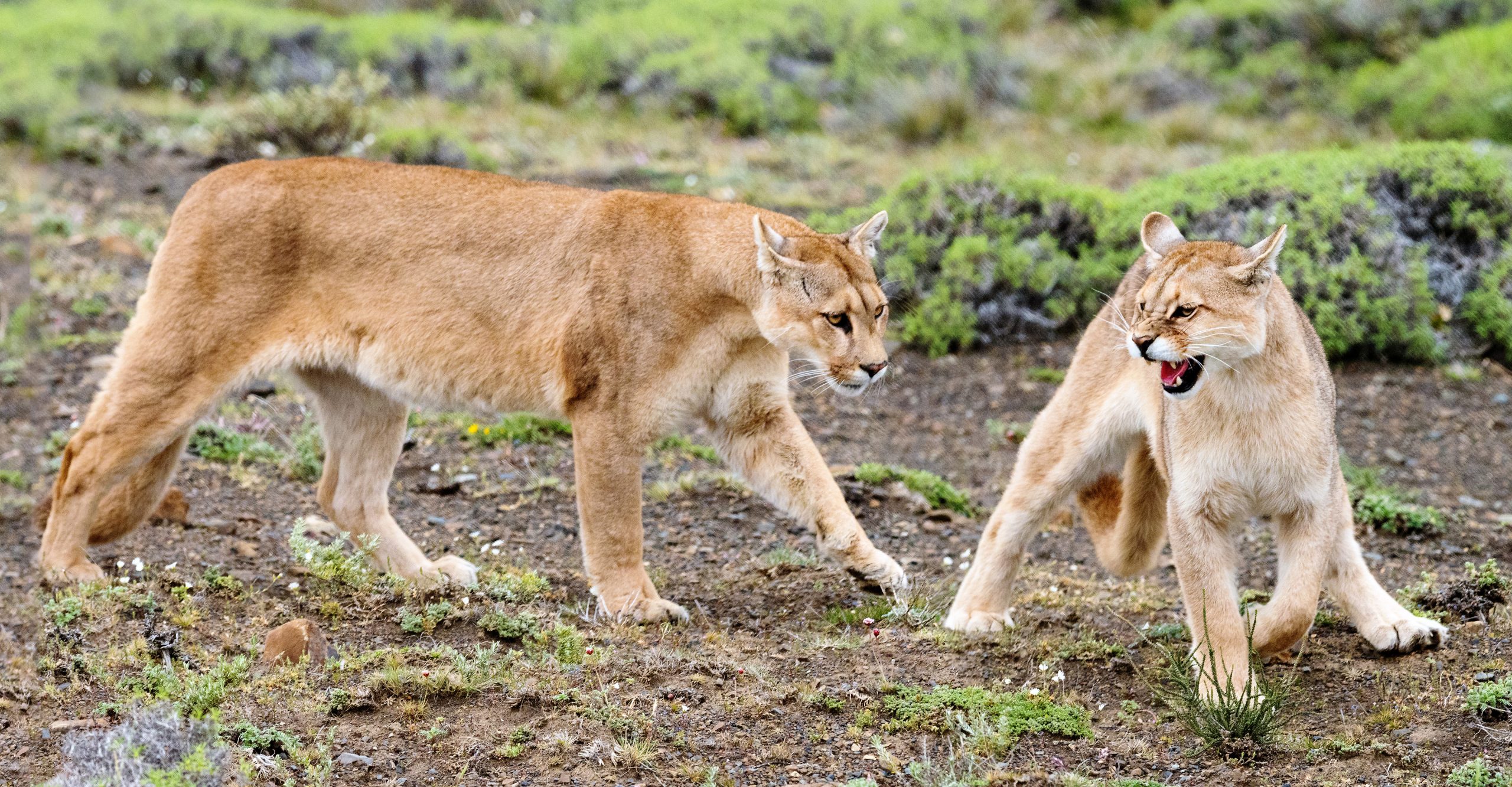 Patagonia, puma, pumas, mountain lion, mountain lions, chile, argentina
