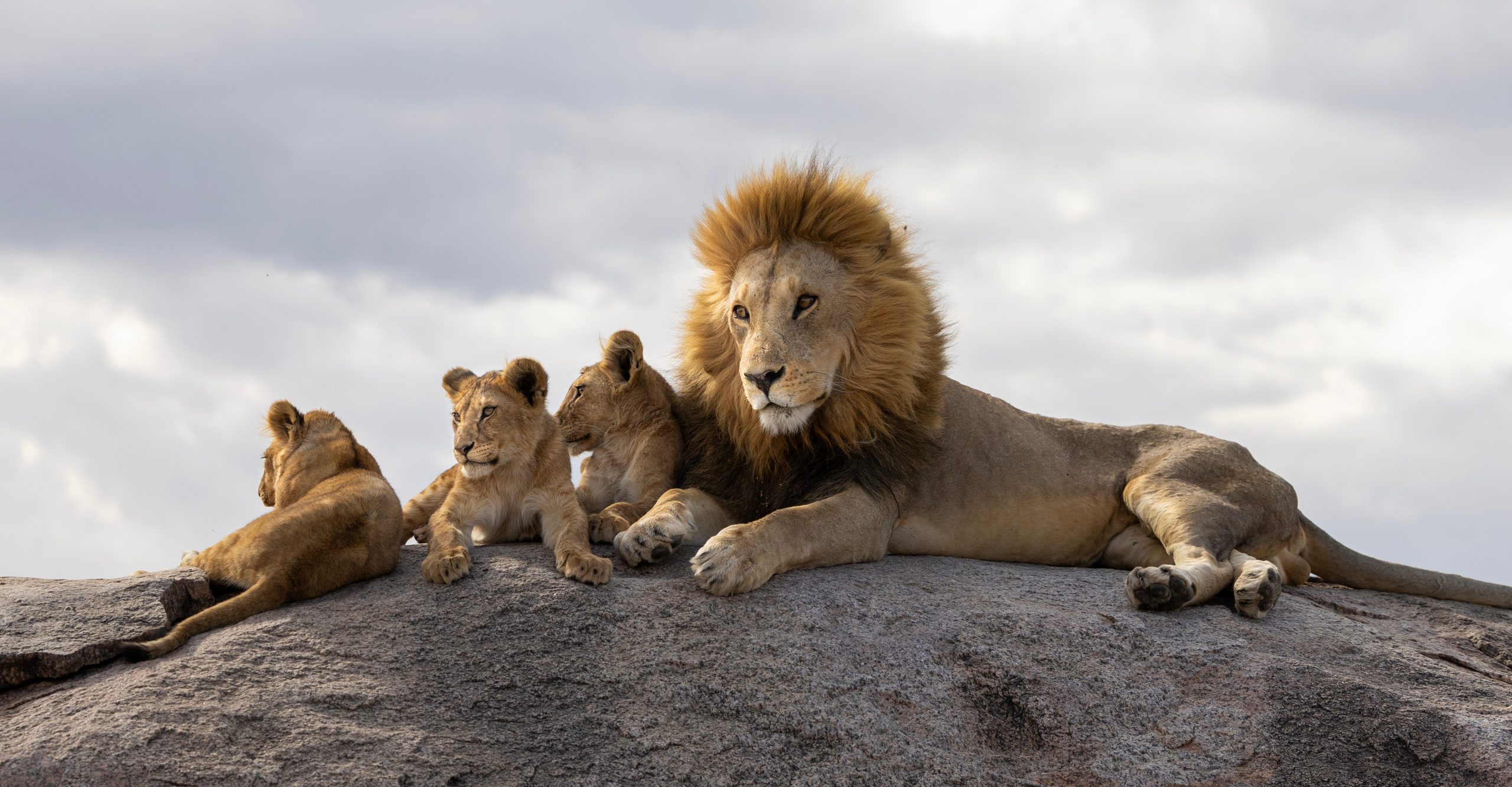 Lion, pride of lions, Tanzania, Africa, Safari, Kenya, travel