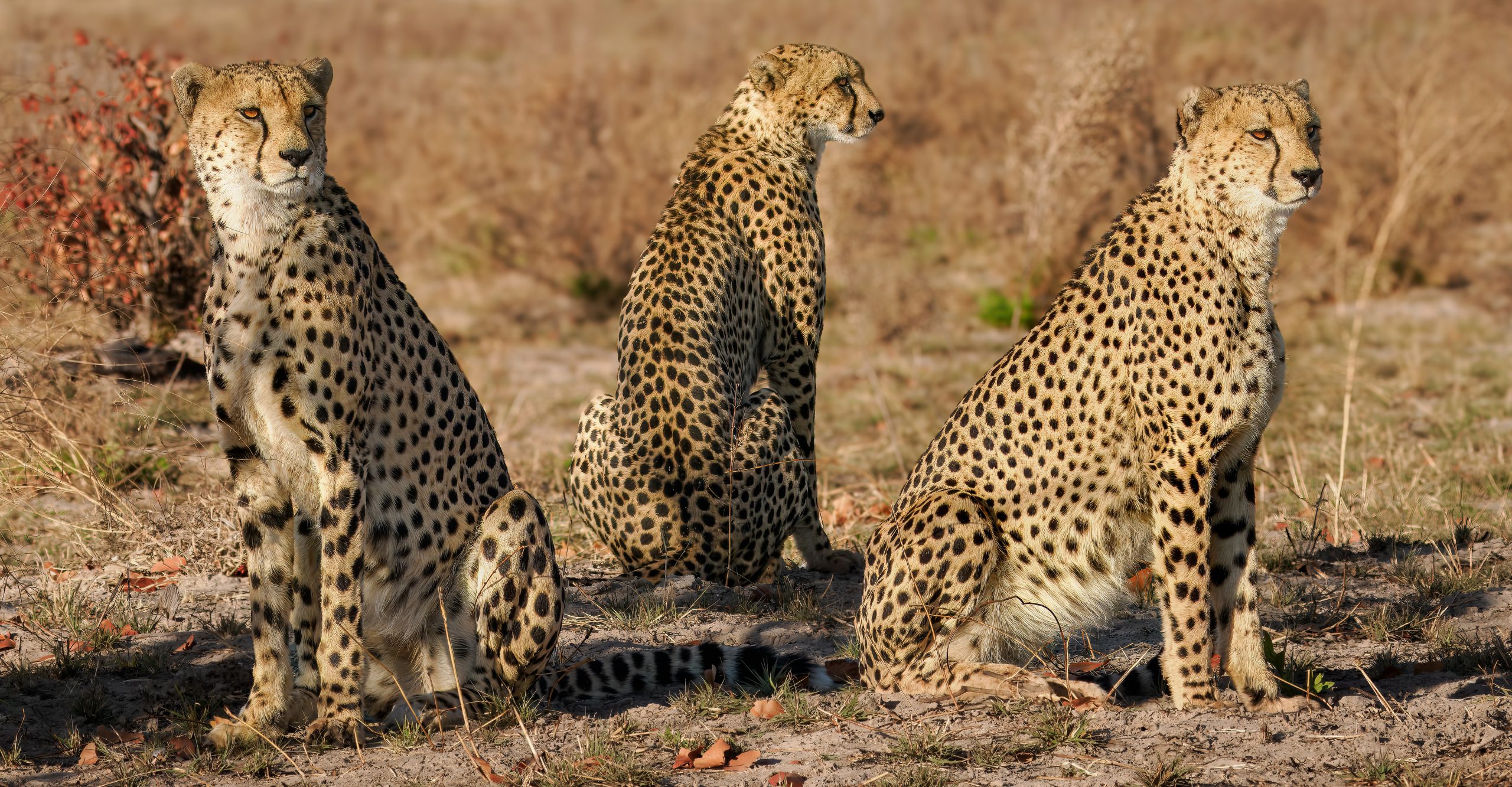 Cheetah, cheetahs, big cats, fastest animal, safari, Africa