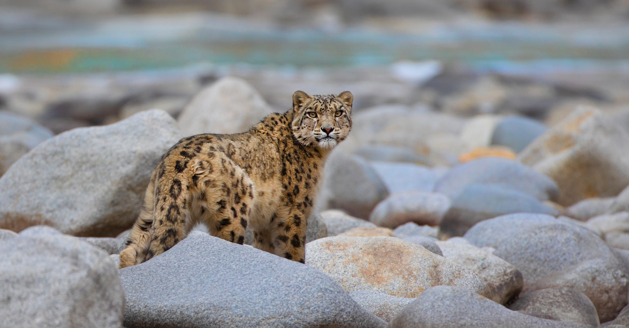 Snow Leopard, Indus River, India