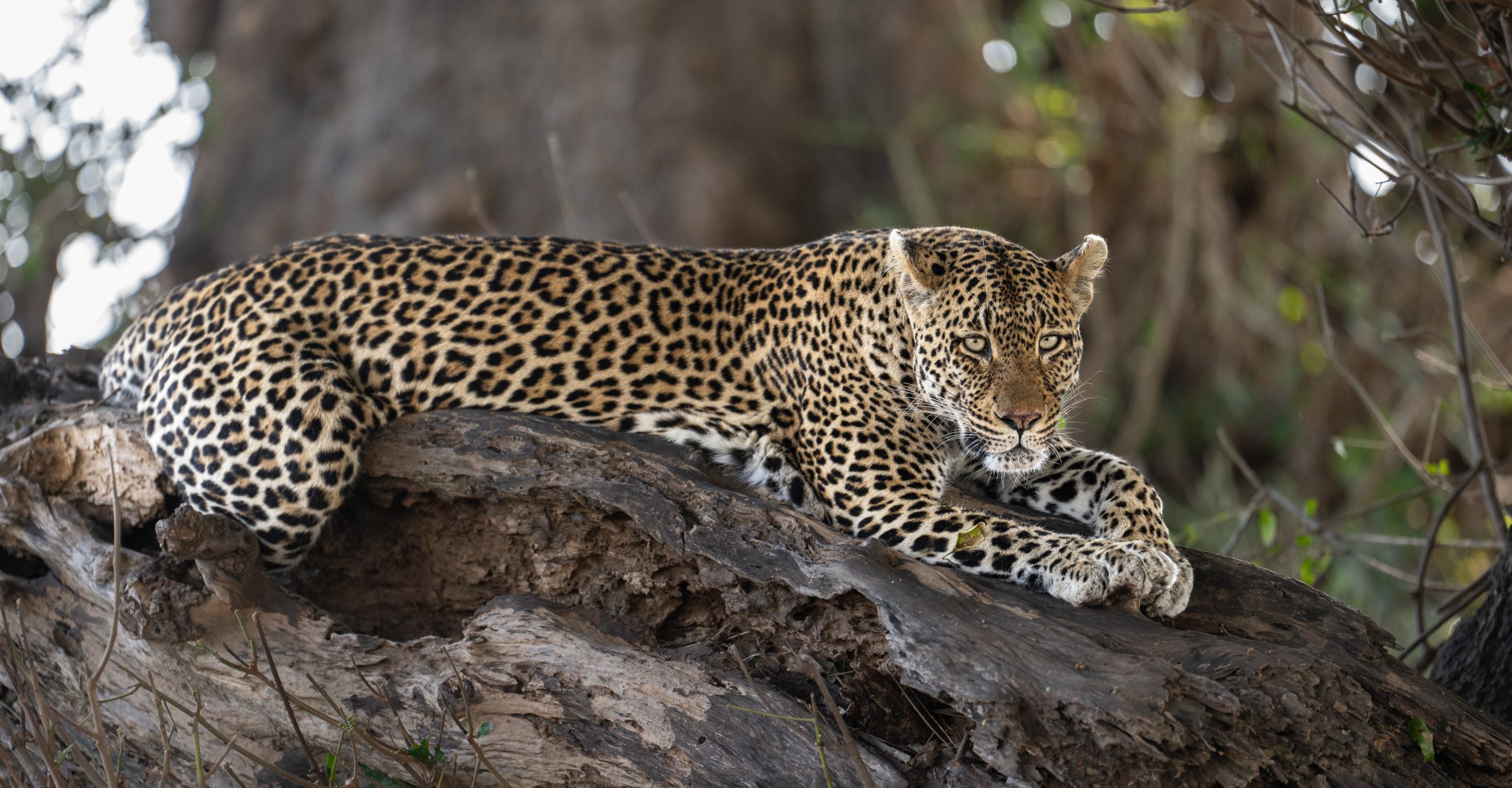 Leopard, climbing, tree, big cats, Africa, safari