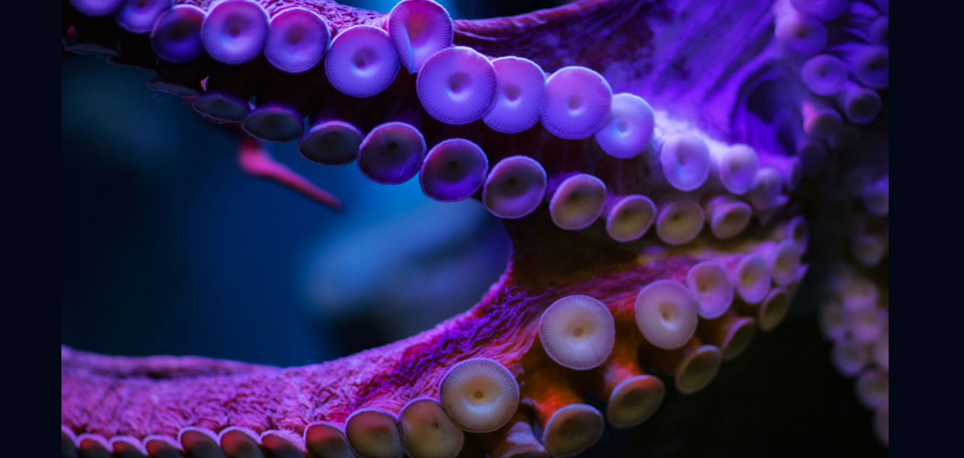 AdobeStock (Created by Candice Gaukel Andrews)