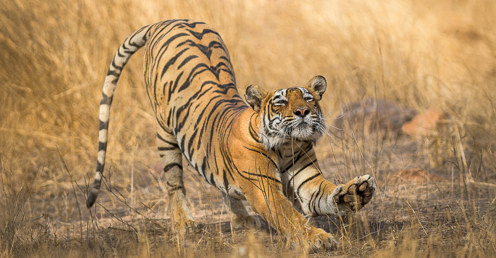 Stretching tiger, India, big cats, Safari