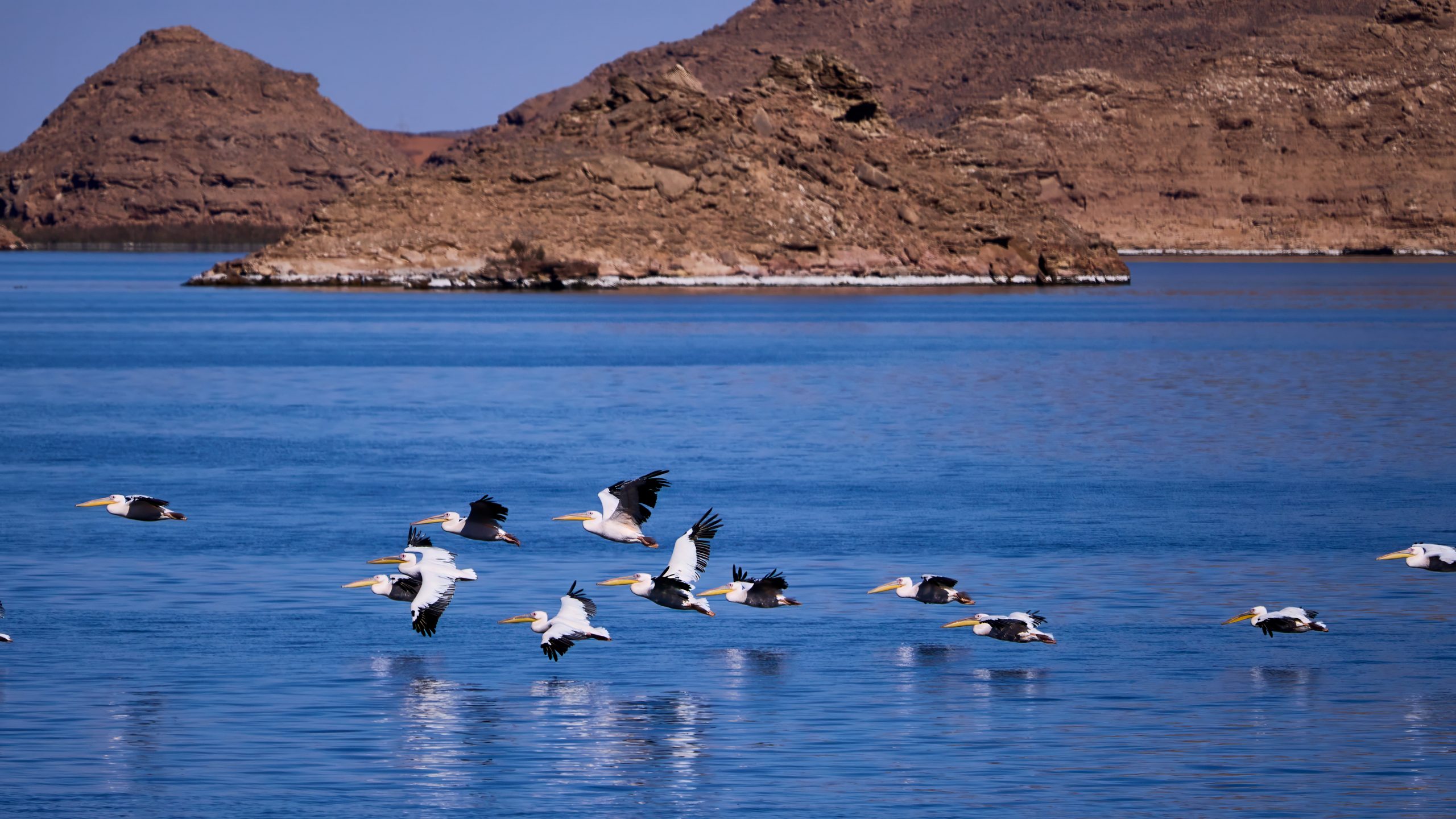 Pelicans, Nile River, Egypt.