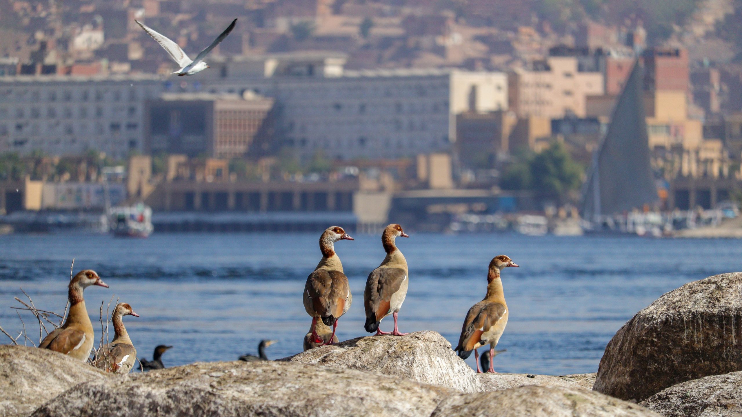 Egyptian geese, Nile River, Egypt.