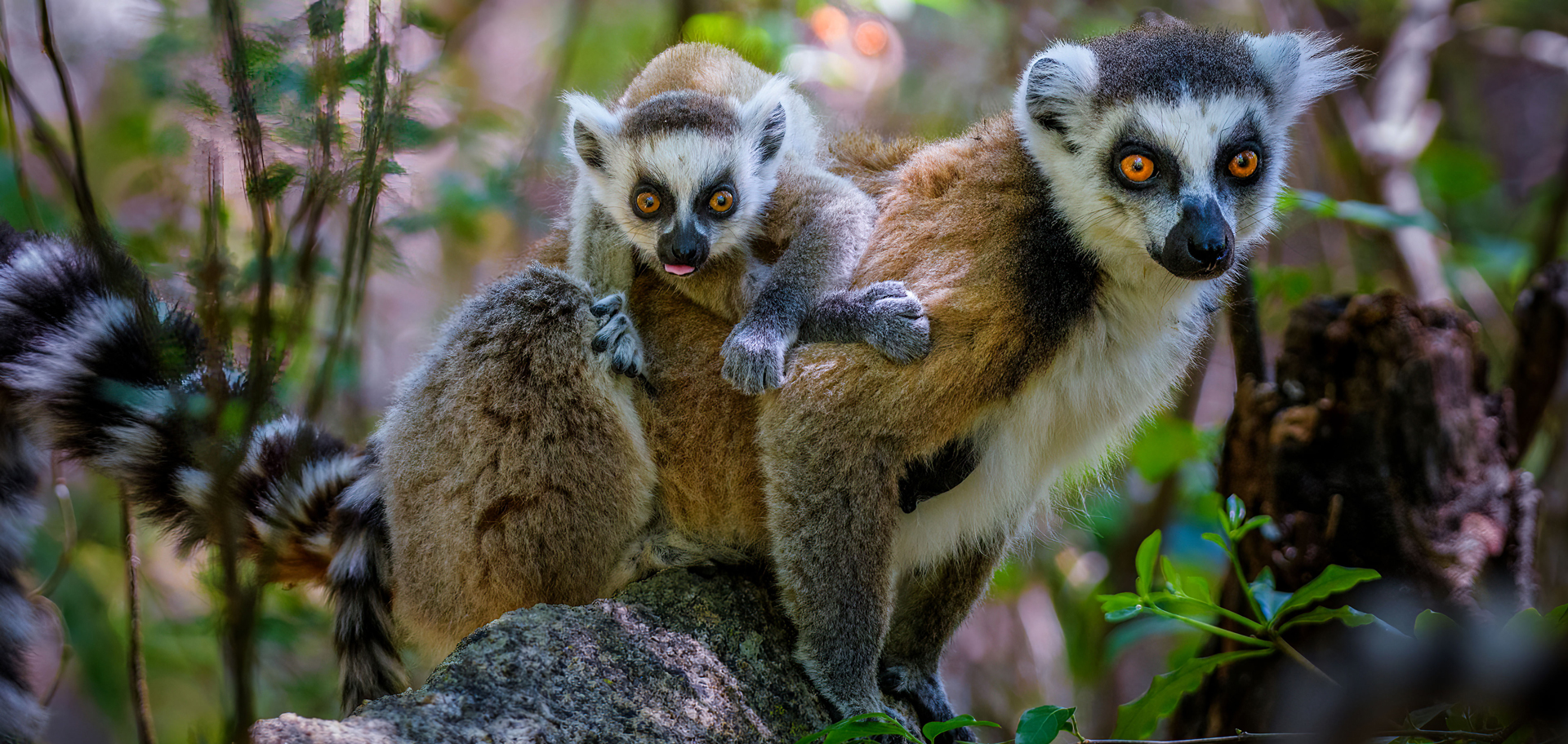 AdobeStock