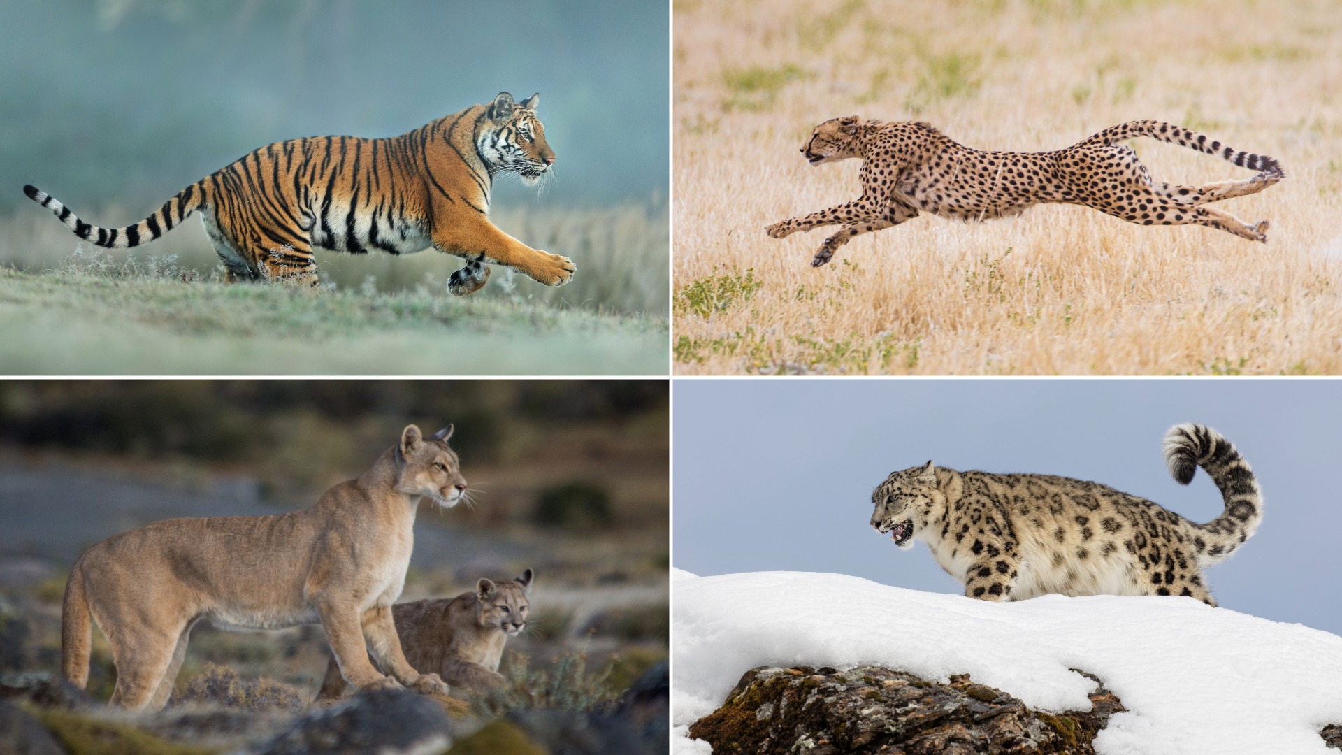 big cat species, tiger, leopard, lion, puma, cheetah, snow leopard, jaguar