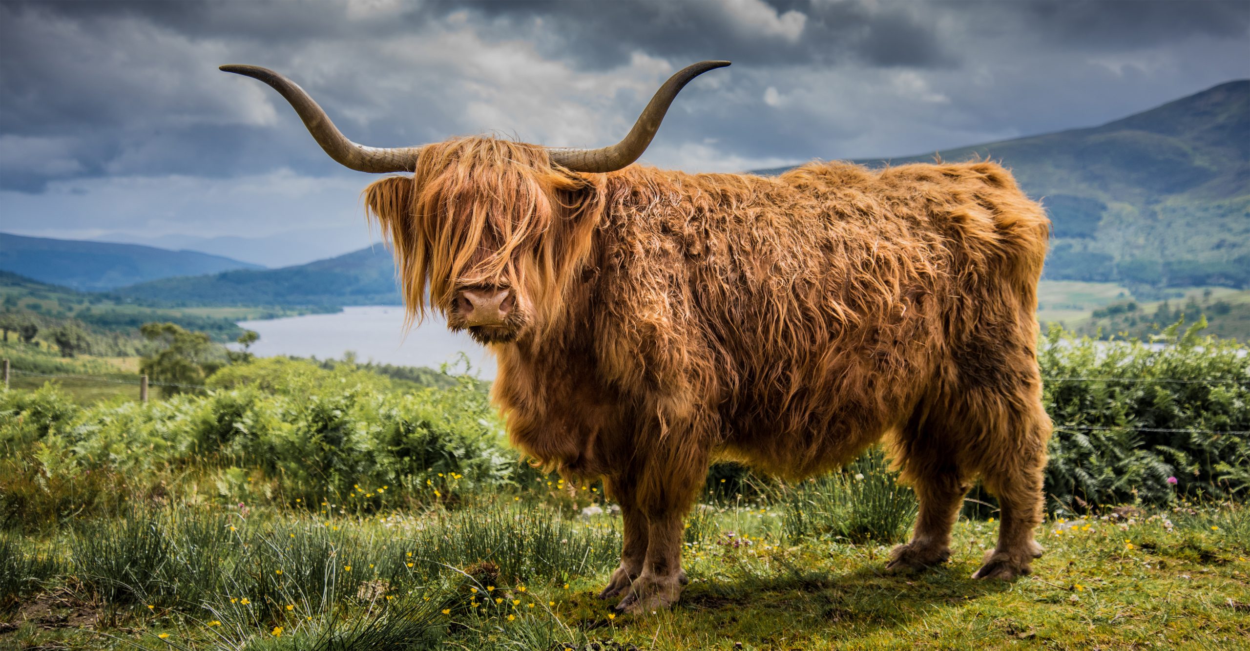 Scotland Highland Cow