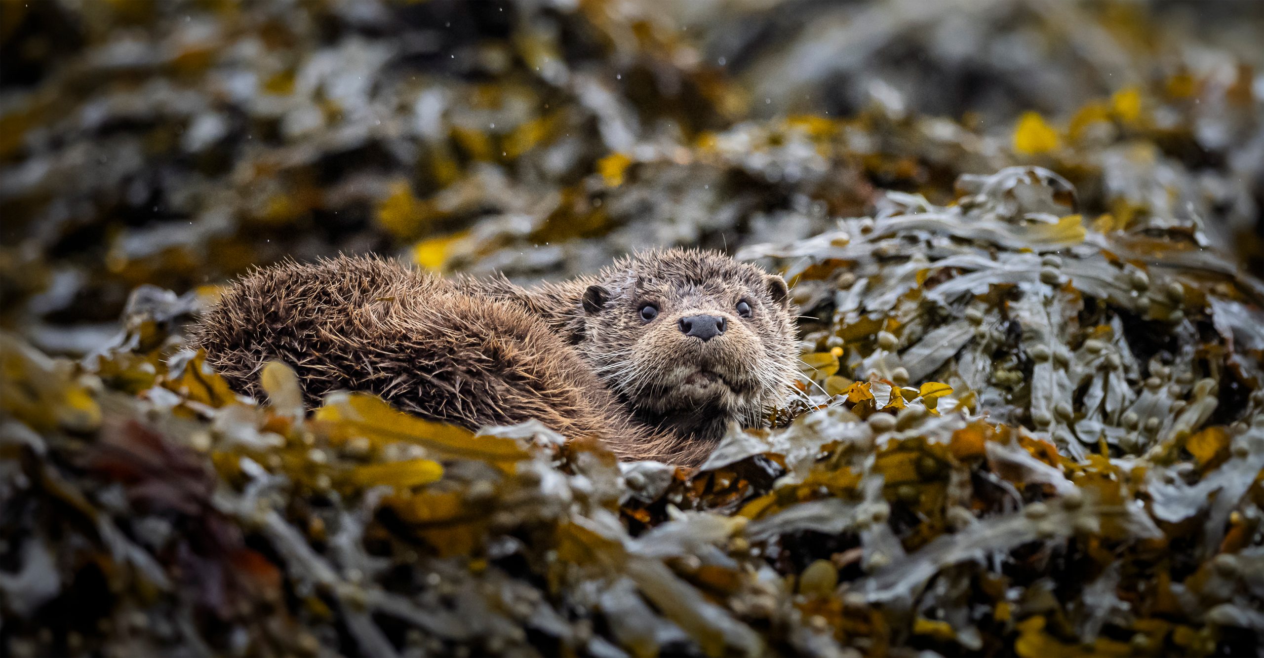 Eurasian otters, Scotland