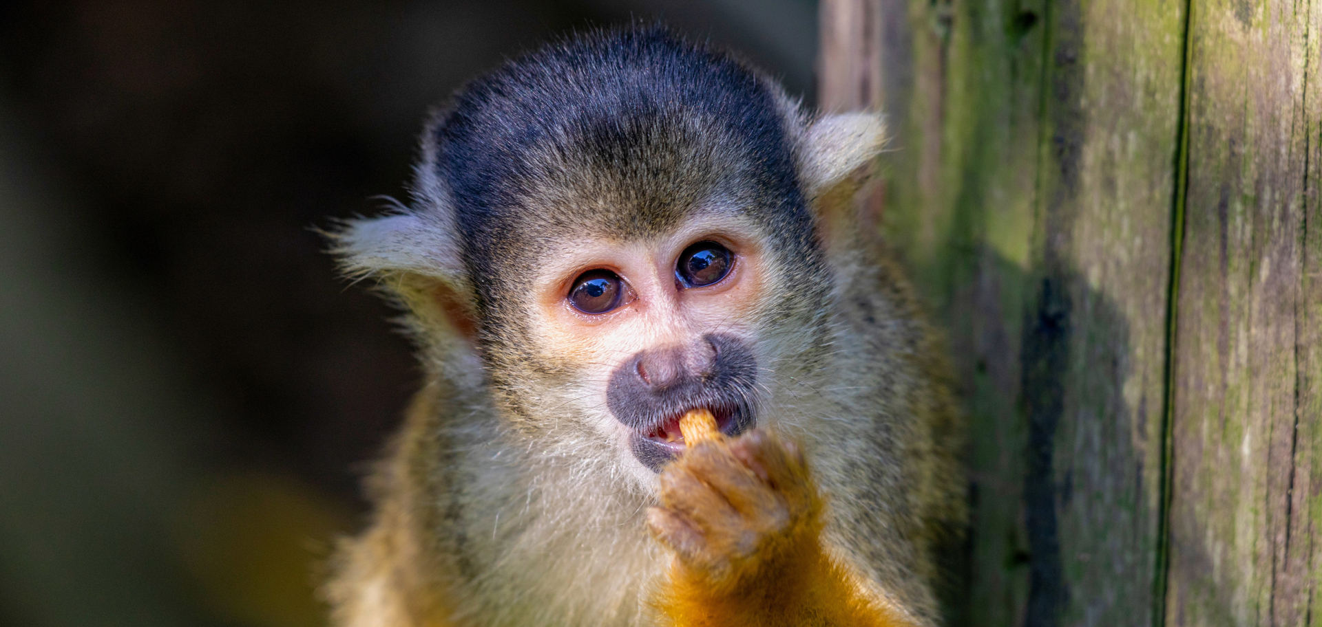 AdobeStock